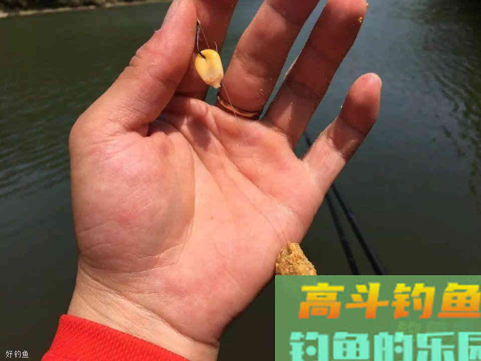 玉米挂钩诱鱼性太差？穿上一条蚯蚓后，玉米就“活”了