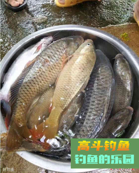 资深钓鱼人教你如何运用小麦和麸皮