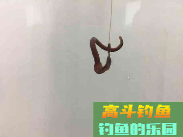 野钓用饵：蚯蚓和商品饵哪个效果更好？其实各有千秋