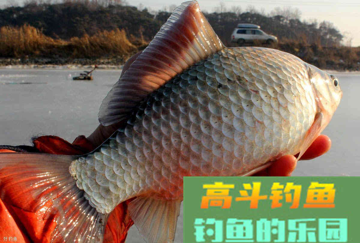 夏季钓鱼，一定要这样配饵才能上大鱼