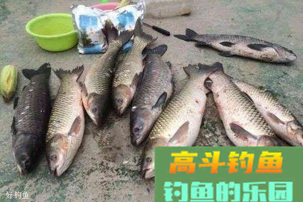 野钓长效打窝绝招，大鱼连竿很轻松