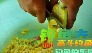 黑坑钓青鱼用什么饵料、小药好呢？