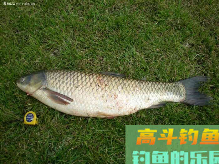 避小鱼，原生态--夏季用饵思路多