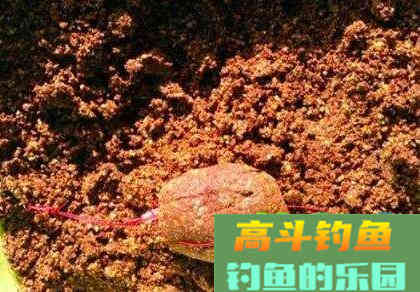冬天垂钓鲤鱼没鱼获？可能是饵料味型不正确