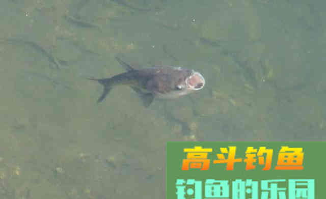 鲤鱼最爱薯香，为什么野钓用红薯的人越来越少呢