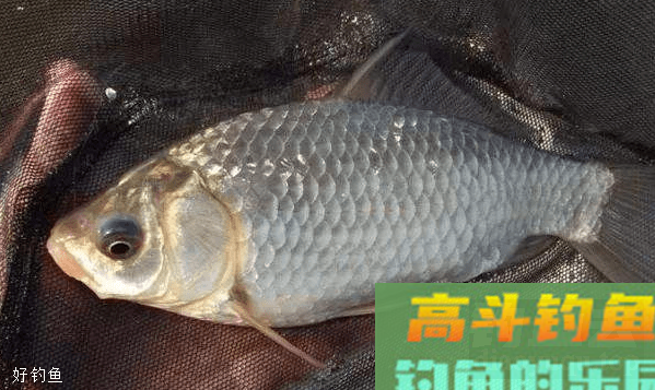 冬钓鲫鱼小药怎样搭配，注意这两个方面