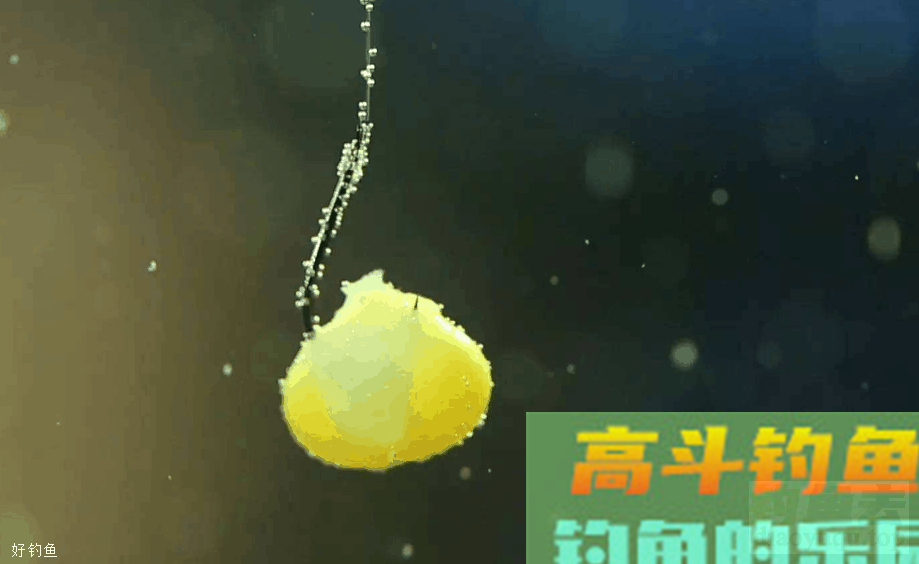 冬季垂钓加这些饵料，专门钓大鱼