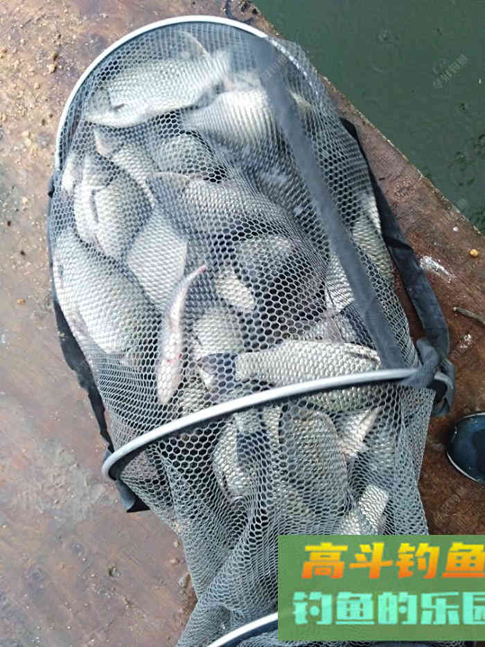 秋季野钓与坑钓的饵味型分折与总结
