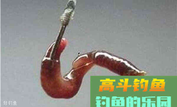 冬季钓鱼蚯蚓怎么用饵？两个方法解决你的疑惑