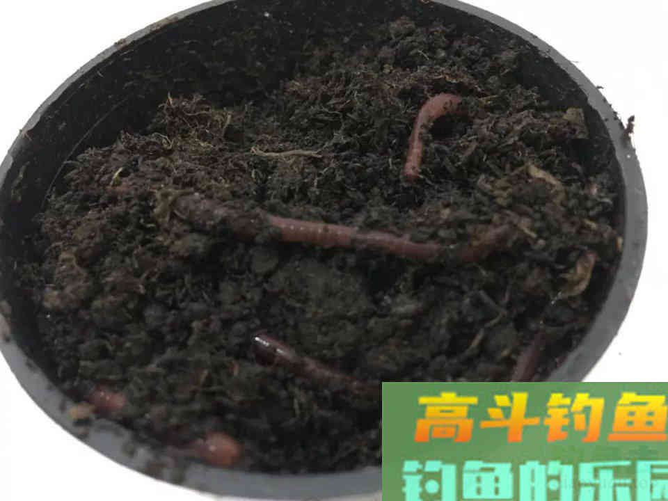 用蚯蚓做饵钓鱼可以用的几个技巧