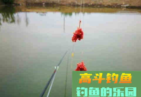 饵料要不要加状态粉？要根据几种不同情况来判断
