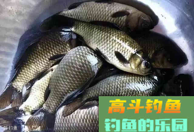 秋钓鲫鱼鲤鱼草鱼，三大家鱼的用饵技巧