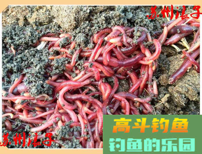 万能饵蚯蚓之我谈