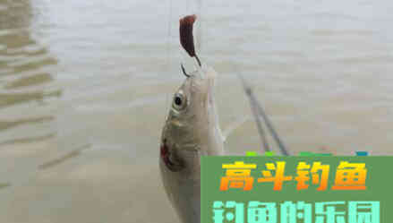 蚯蚓饵钓鱼的四大技巧