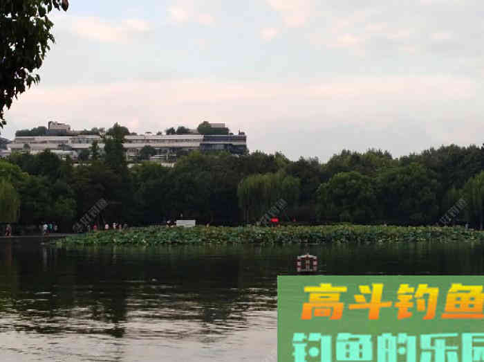 如何有针对性地打窝布窝？这关系到作钓的成与败！