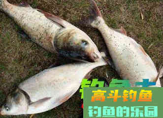 夏钓鲢鳙,用饵有什么技巧? 夏钓鲢鳙,用饵有什么技巧?