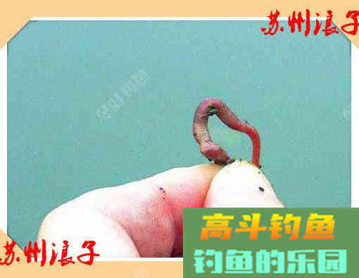 万能饵蚯蚓之我谈