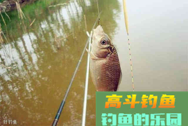 野钓鲫鱼，打窝首选这款窝料