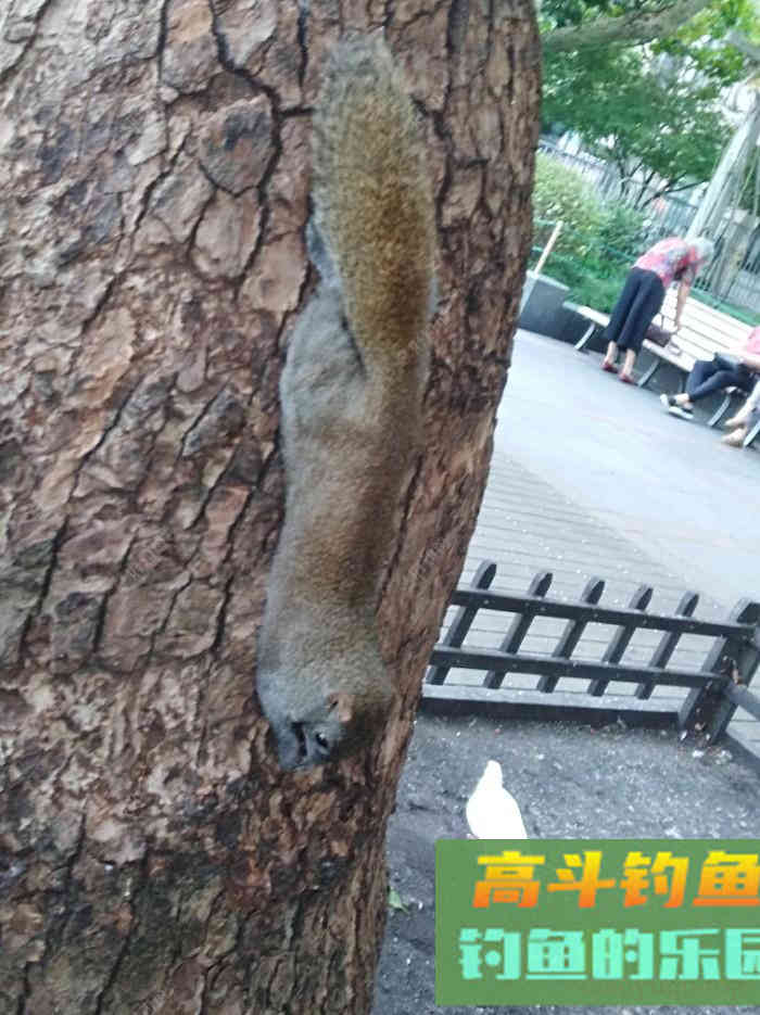 如何有针对性地打窝布窝？这关系到作钓的成与败！