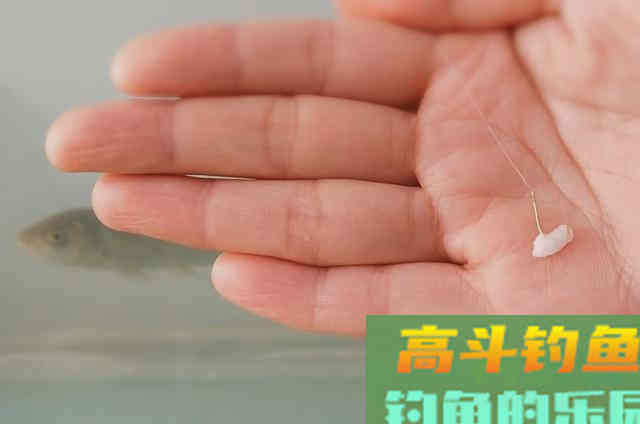 米饭饵用法的技巧，一试便灵