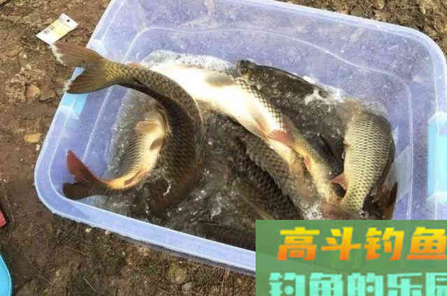麦粒用了多年，只要加一点它，鲫鲤草轮番上钩