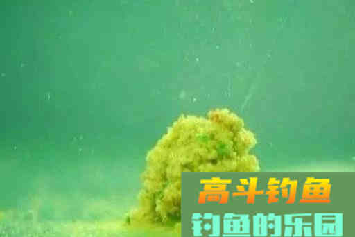 钓鱼“抽窝”应该注意的几点