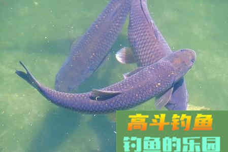 野钓大青鱼，这样打窝更有效