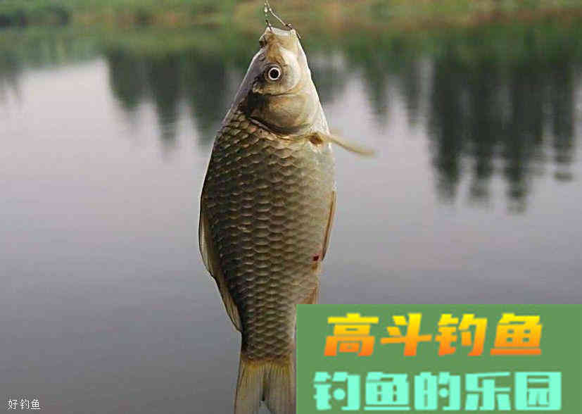 冬季钓鱼怎么正确打窝？