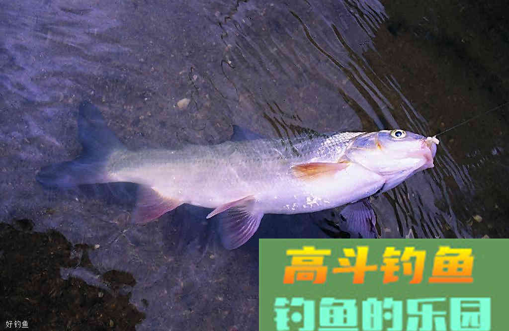 钓鱼用饵技巧有哪些？肥水塘VS瘦水塘