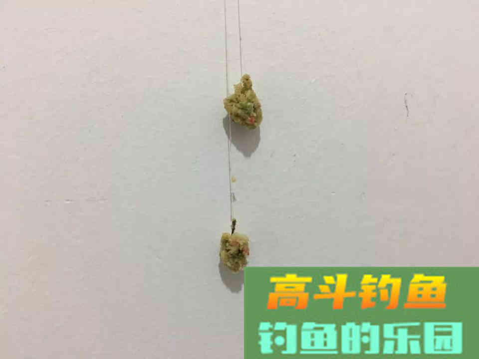 螺鲤如何开拉饵？方法和比例，小鸡饲料也能这么用