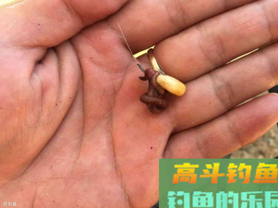 玉米挂钩诱鱼性太差？穿上一条蚯蚓后，玉米就“活”了