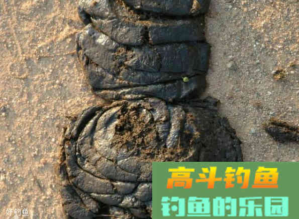 夏季钓鲤鱼用什么饵更快上鱼