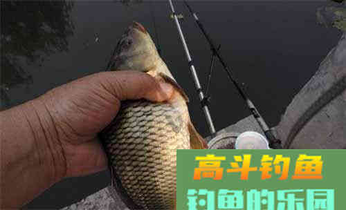 四个诱鱼打窝技巧，天天野生鱼汤喝不完
