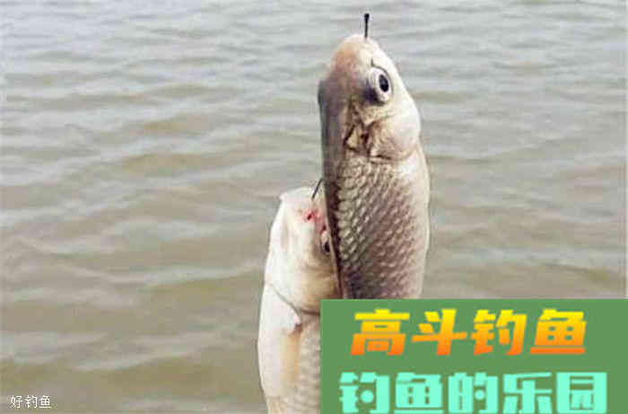 秋钓鲫鱼的用饵技巧和钓具选择方法