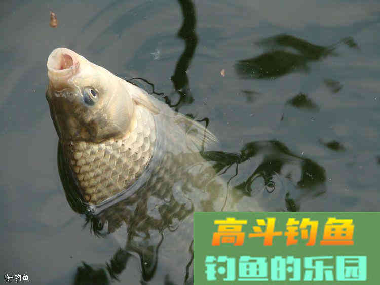钓鱼开饵失败？用这几个办法补救