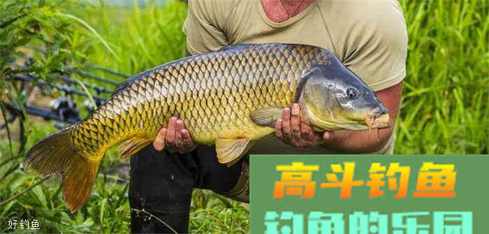 分享几款家鱼的打窝技巧，你值得拥有