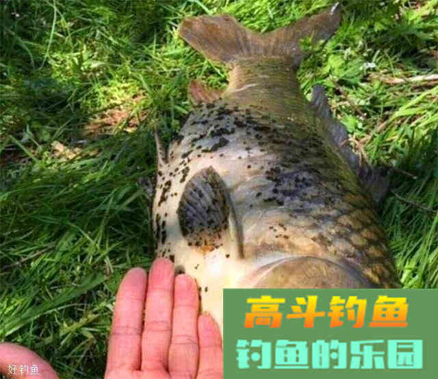 秋季钓鲤鱼这样配饵，想空军都难