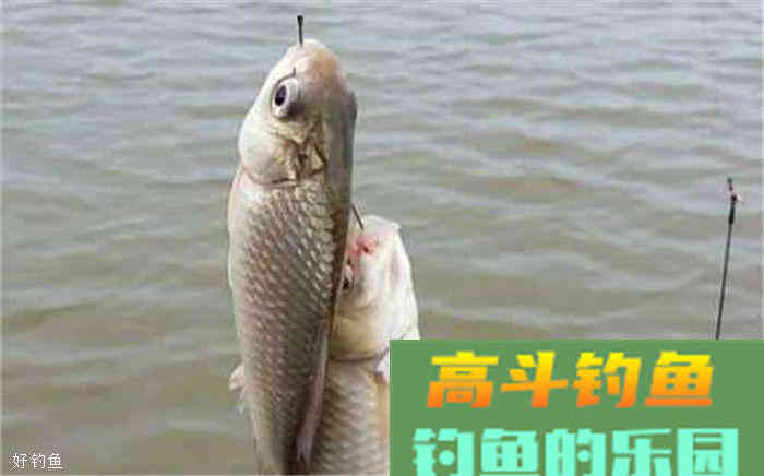 野钓想要拉饵钓鲫鱼？钓前准备要做好