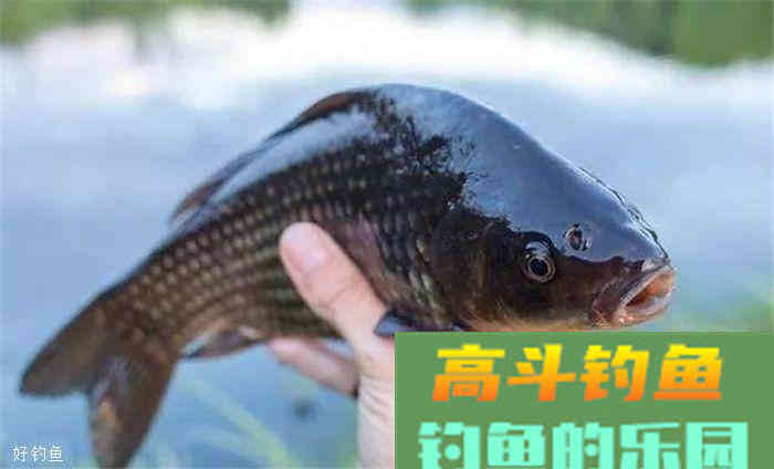 基础饵、主攻饵、状态饵，饵料组成部分解析
