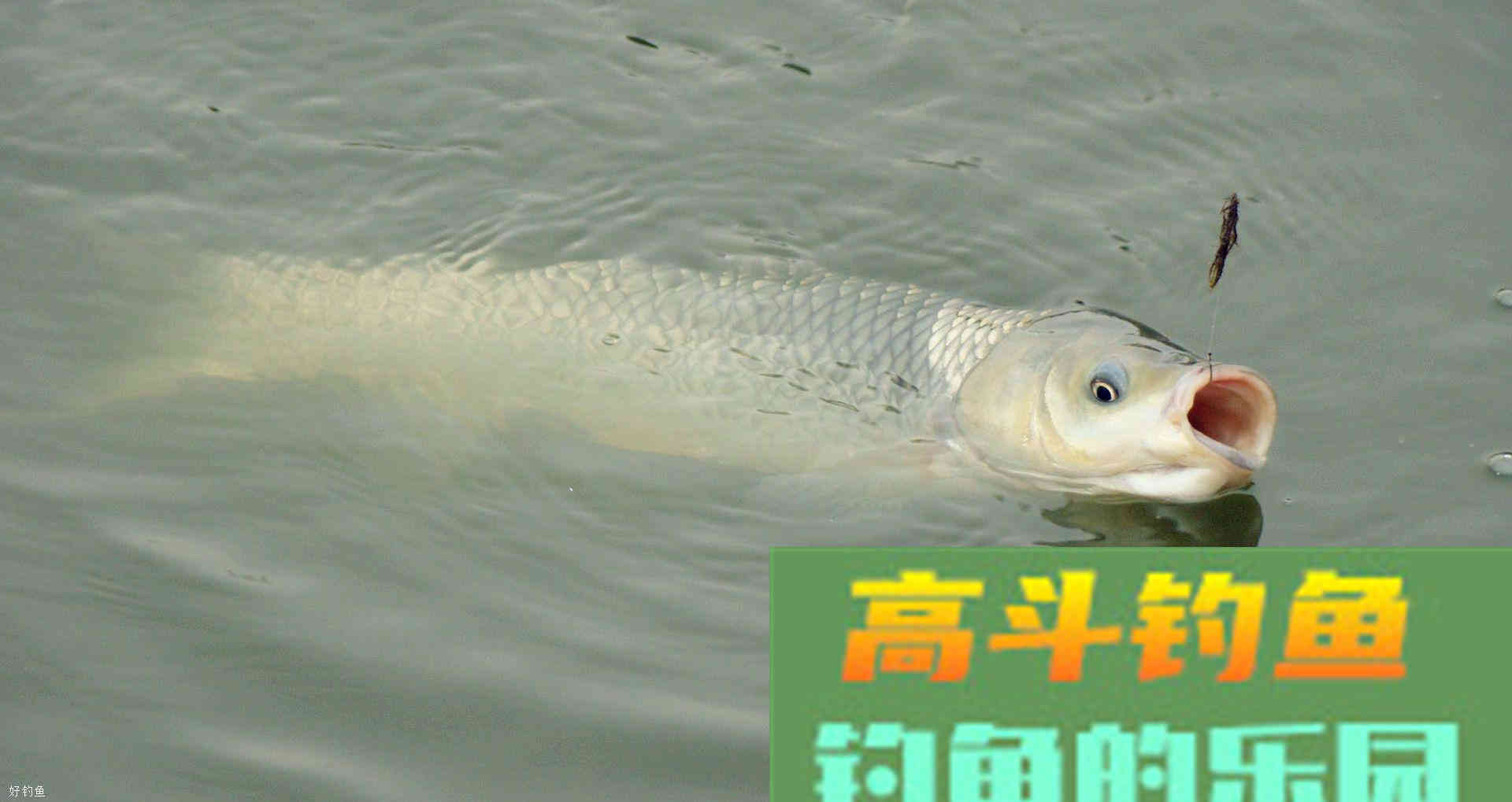 夏季钓鱼用发酵饵料，大鱼上不断