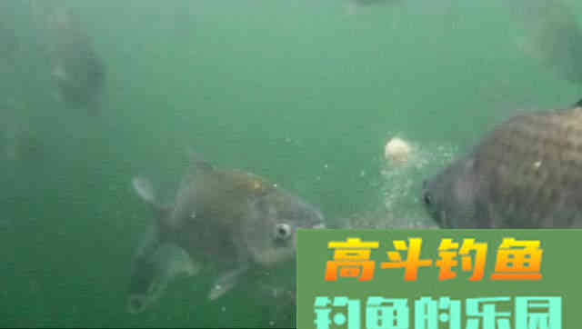 如何根据鱼情鱼口试试改变饵料雾化状态