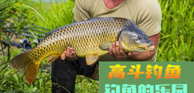 饵料技巧顺口溜，简单又易懂