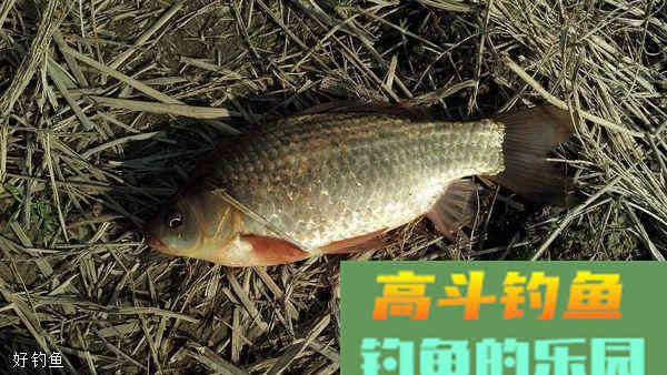 长竿短线钓大鲫,这几个用饵技巧很关键 长竿短线钓大鲫,这几个用饵技巧很关键