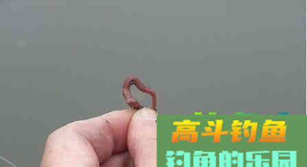 蚯蚓饵钓鱼的四大技巧