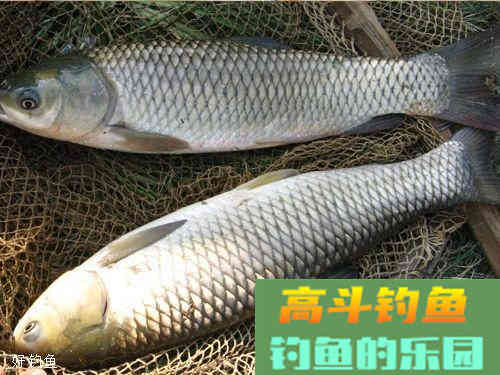 钓草鱼用什么打窝好？这四种素饵简单又实惠