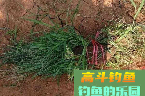 野钓长效打窝的几个方法
