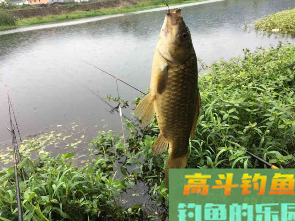 用蚯蚓做饵钓鱼可以用的几个技巧