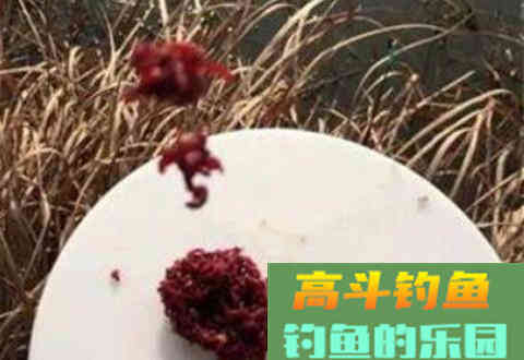 黑坑为什么不让用红虫？我们又该怎么应对呢？
