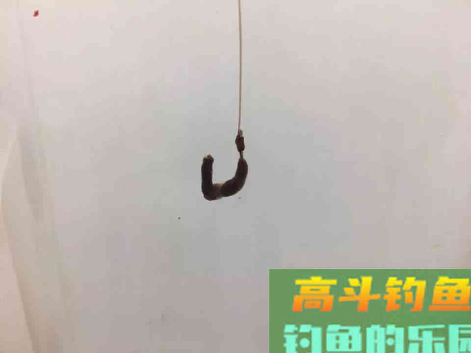 用蚯蚓做饵钓鱼可以用的几个技巧