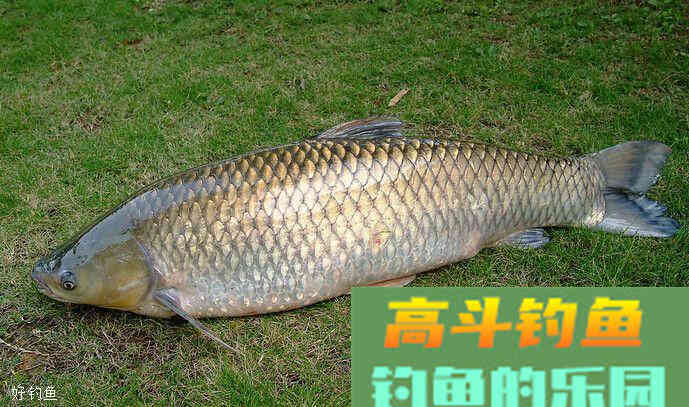 想要上大鱼，搓饵技巧一定要熟练